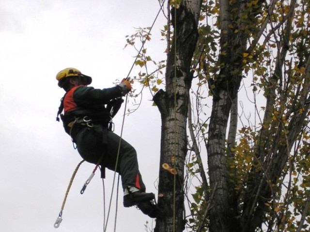 LAVORI DI TAGLIO E DERAMIFICAZIONE PIANTE SOTTOSTANTI LINEE ELETTRICHE AT/MT/BT